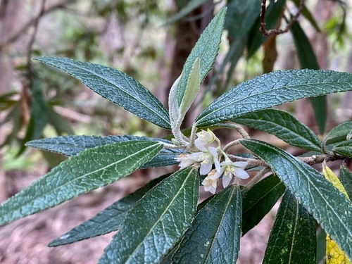 Asterotrichion discolor