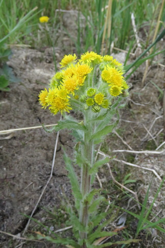 Tephroseris palustris