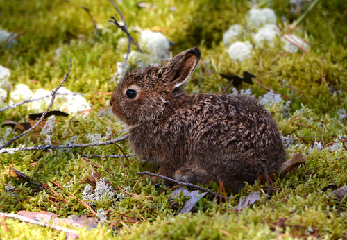 Mountain Hare