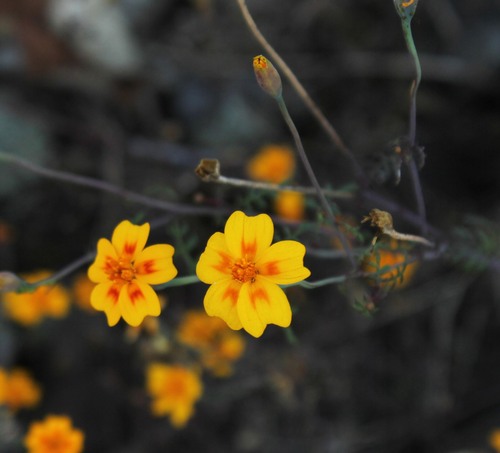 Red-crescent marigold