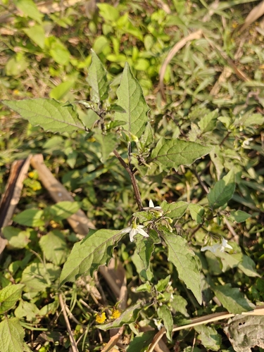 black nightshade