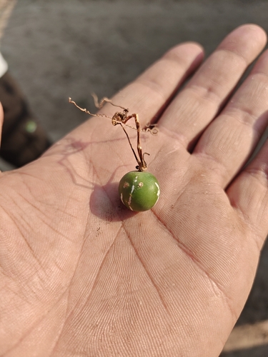 Native Bryony