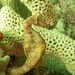 Observation photo
