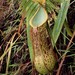Nepenthes alata - Photo (c) Chien Lee, all rights reserved, uploaded by Chien Lee