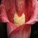 Amorphophallus julaihii - Photo (c) Chien Lee, all rights reserved, uploaded by Chien Lee