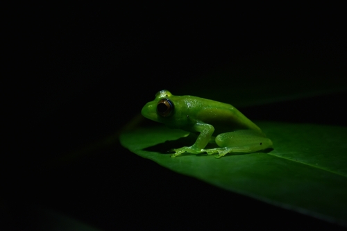 Boophis jaegeri