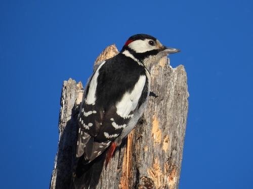Great Spotted Woodpecker