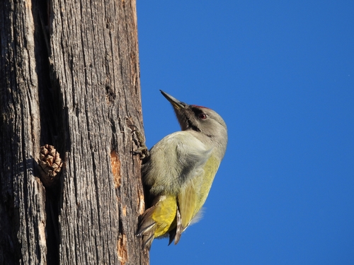 Grey-headed Woodpecker