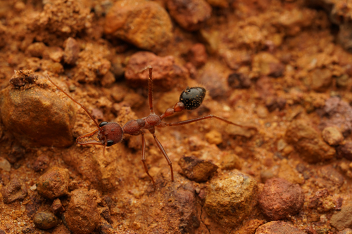 光亮牛蚁Myrmecia fulgida