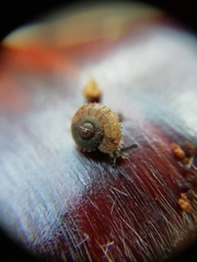 Ciliella ciliata image