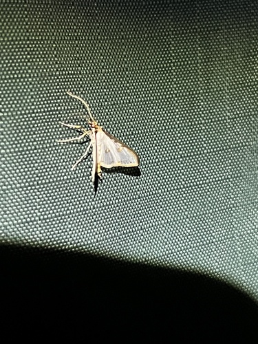 Palpita metallata