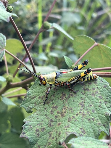 Variegated grasshopper