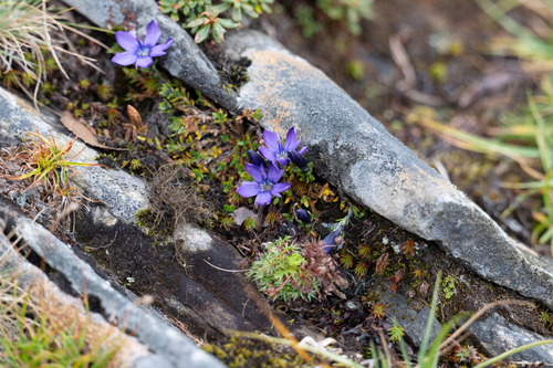 Gentiana decorata