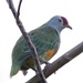 Mariana Fruit Dove - Photo (c) sablan93, all rights reserved