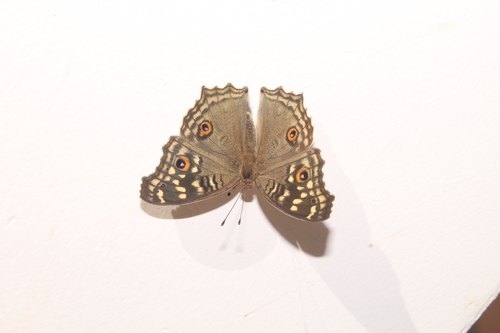 Lemon Pansy