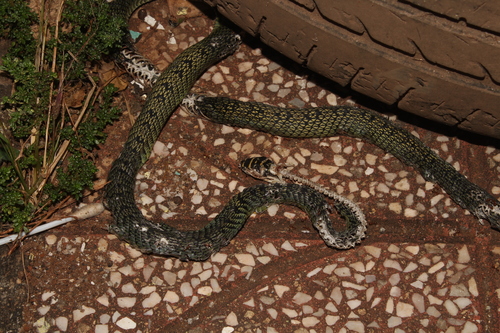 Golden Tree Snake