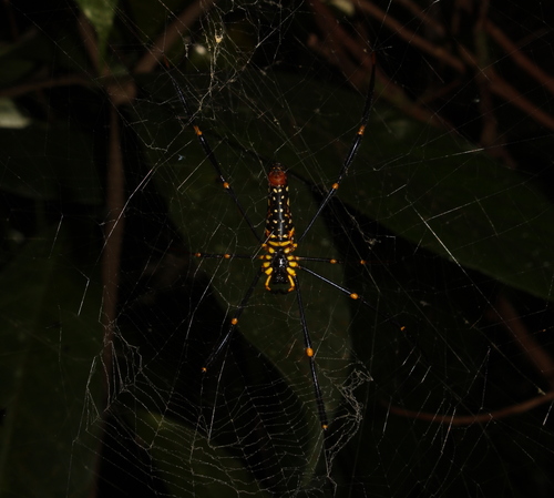 Giant Golden Orbweaver