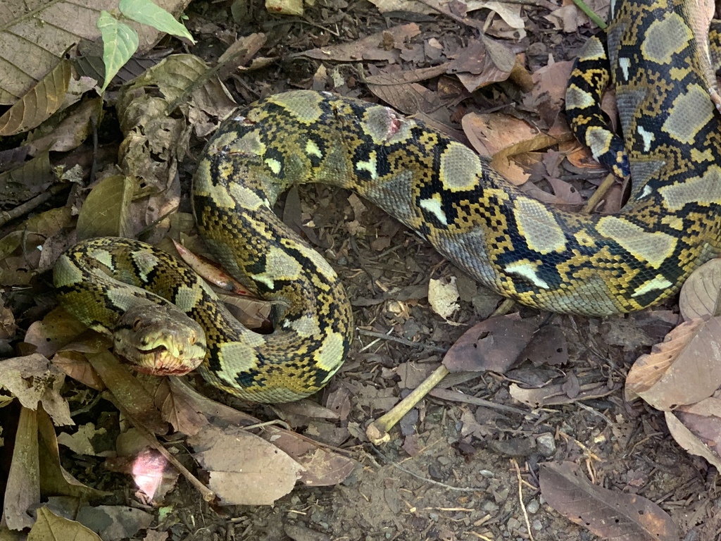 Reticulated Python from Kinabatangan, Kinabatangan, Sabah, MY on ...