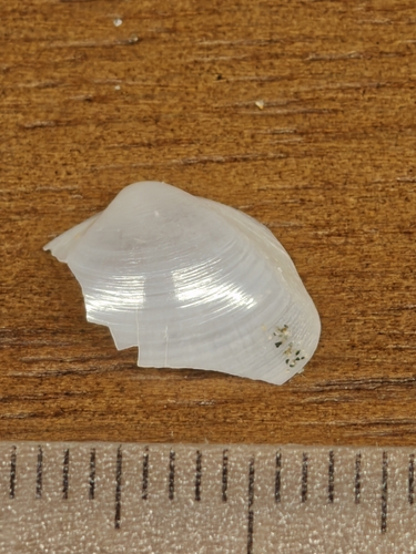Mactra corallina