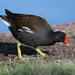 Common Moorhen - Photo (c) Alessio Botti, all rights reserved