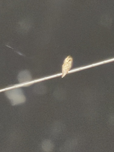 View observation of {o.common_name} on iNaturalist