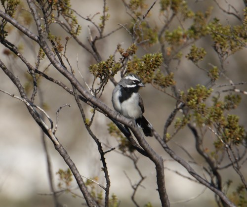 Subspecies Amphispiza bilineata bilineata · iNaturalist