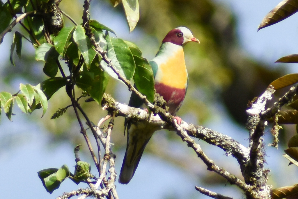 Yellow-breasted Fruit-Dove photo