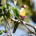 Yellow-breasted Fruit Dove - Photo (c) Benito Anthony Pingoy, all rights reserved, uploaded by Benito Anthony Pingoy