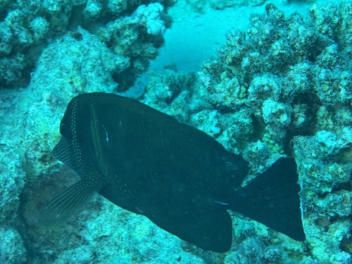 Indian Sailfin Tang — seen at this dive site