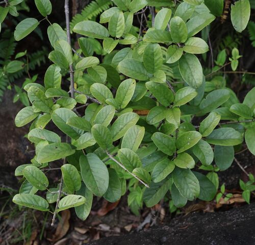 Premna purpurascens