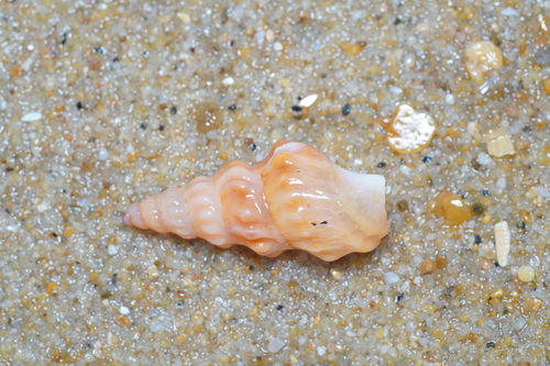 Aporrhais pespelecani
