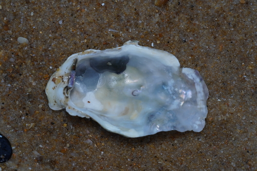 Magallana gigas