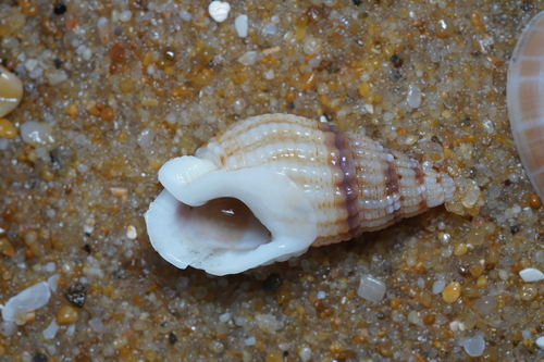 Tritia reticulata