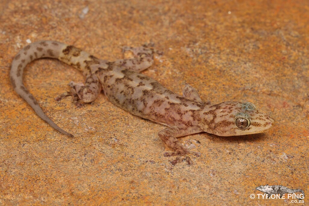 Waterberg Rock Gecko (Afroedura waterbergensis)