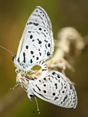 Black-bordered Babul Blue