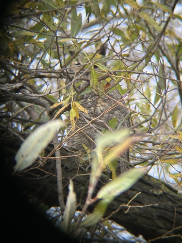 View observation of {o.common_name} on iNaturalist