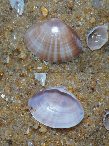 Mactra stultorum