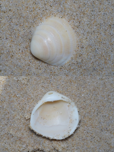 Glycymeris glycymeris