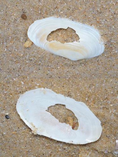 Lutraria lutraria