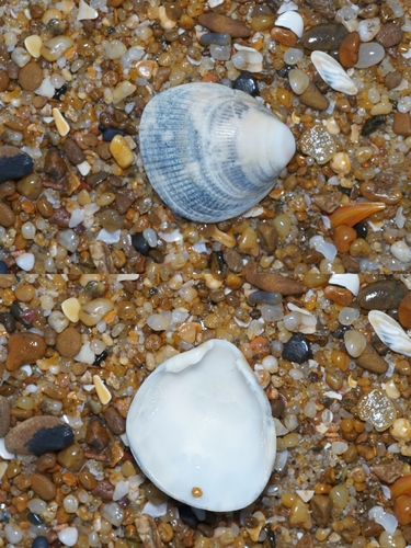 Laevicardium crassum