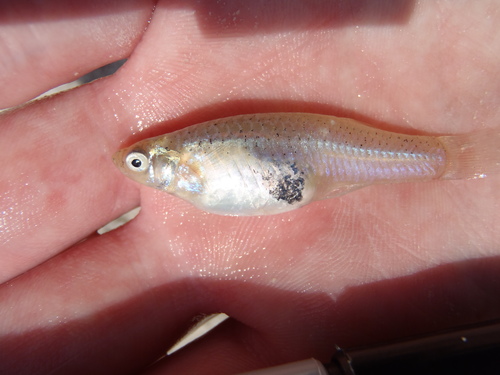 Robust Gambusia