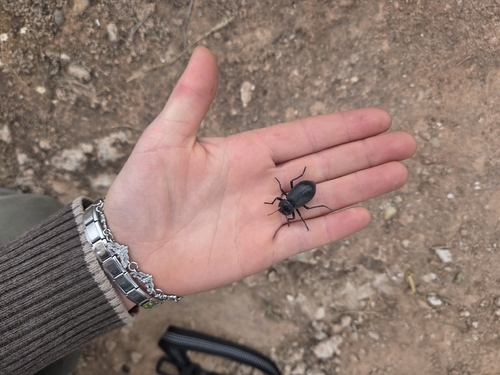 Stenomorpha obliterata