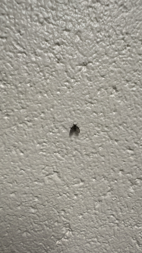 Unknown species found near Library St NE, Grand Rapids, MI, US