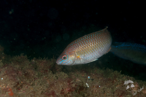 Small-mouthed Wrasse