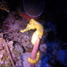 Observation photo