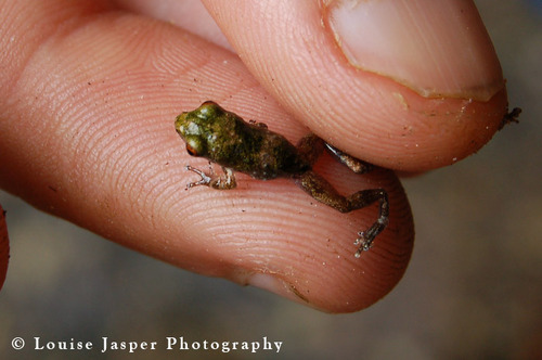 Dumeril's Madagascar Frog