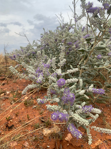 Newcastelia spodiotricha