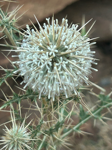 Indian Globe Thistle