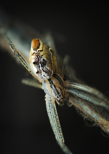 Cyrtophora cicatrosa (Stoliczka, 1869)