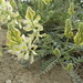 Hedysarum varium - Photo 由 mustafa gökmen 所上傳的 (c) mustafa gökmen，保留所有權利